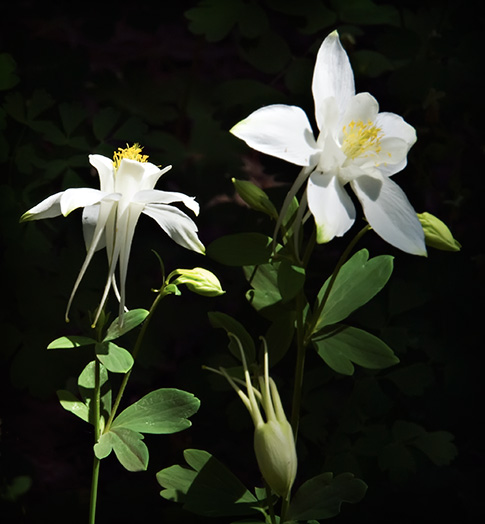 sunlit columbines